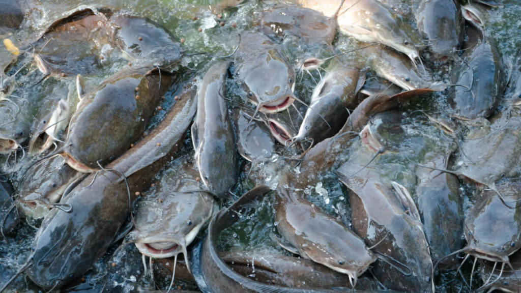 Catfish Farming business in Nigeria